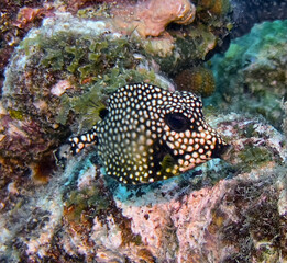 Fototapeta premium Lactophrys triqueter the smooth trunkfish,