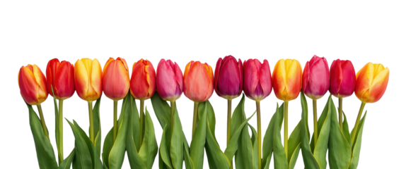Row of colorful tulips, with vibrant red, yellow and pink petals standing tall against a transparent background.