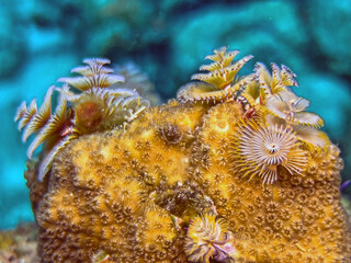 Spirobranchus giganteus, Christmas tree worms