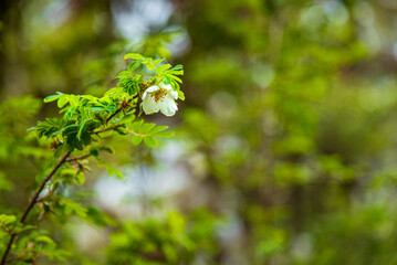 Rosa sericea 'Pteracantha', wild rose with white blossoms also known as silky rose found in Himalayas.