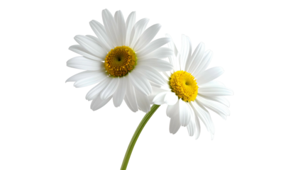 Two daisies, with white petals and yellow centers, are captured against a dark background, the stems gently intertwining