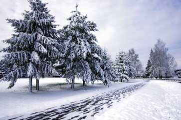 snow covered trees