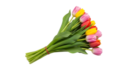 Colorful tulip bouquet isolated on transparent background