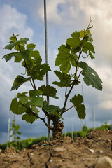 neu gepflanzte weinrebe