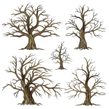 Vector illustration collection of five detailed watercolor illustrations of bare deciduous trees with intricate branch structures