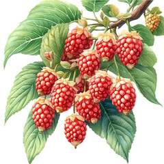 Amaranth Branch, watercolor vector portraying a joyful pose with colorful highlights, isolated on a white background.