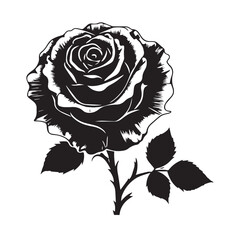 creative rose design using adobe illustrator and vactor..	
