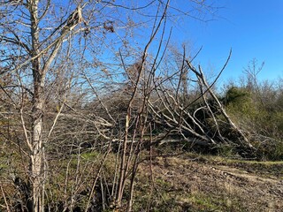 Pecan Tree orchard devastated by hurricane Helana clear blue sky brush