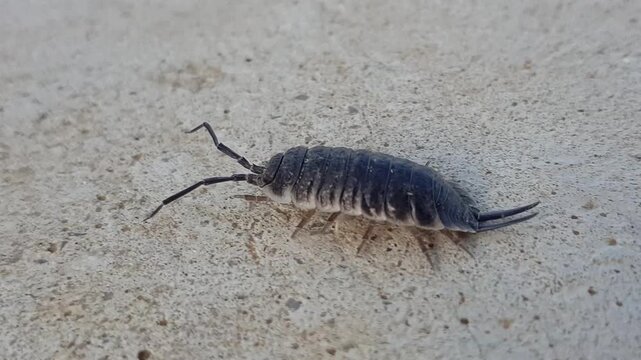 A striking Titan isopod (Porcellio hoffmannseggii) glides through its habitat while the camera follows, exposing its intricate exoskeleton and mesmerizing behavior