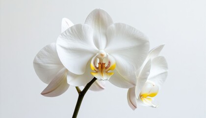 Obraz premium White orchid flower with delicate petals and vibrant yellow center, showcasing natural beauty and elegance, perfect for floral arrangements and decorative purposes