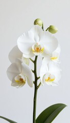 Fototapeta premium White orchid flower with delicate petals and vibrant yellow accents, showcasing natural beauty and elegance against a soft, neutral background, perfect for floral design and decoration