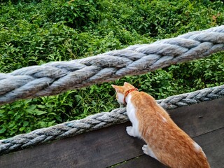 Orange Cat Caught Peeking Curiously