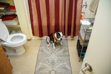A black and white dog sitting in the bathroom