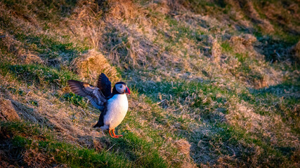 Vestmannaeyjab&aelig;r