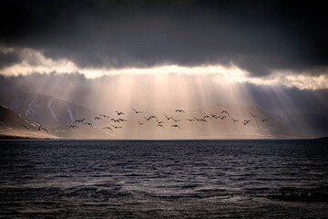 D&yacute;rafj&ouml;r&eth;ur 