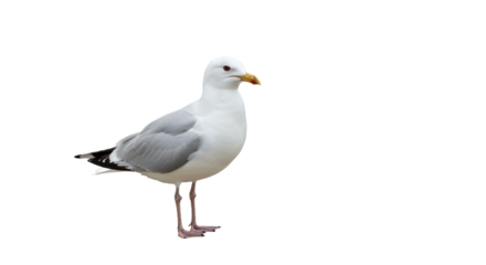 White and Grey Seagull Standing Isolated on Transparent Background