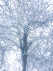 Snow-covered tree branches create a serene winter landscape, enveloped in soft white snow, showcasing the beauty of nature in a tranquil, frosty atmosphere