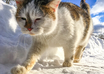 Domestic cat with white and brown fur walking through fresh snow under a bright blue sky, showcasing playful movement and winter atmosphere