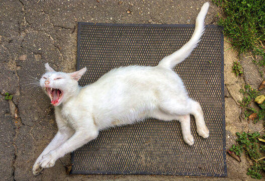 White cat lying on a textured mat, stretching and yawning in a relaxed pose, surrounded by greenery and concrete, showcasing a peaceful outdoor moment - Powered by Adobe