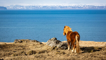 Icelandic horse