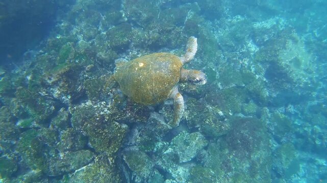 Galapagos green sea turtle (Chelonia mydas agassizii), subspecies of the green sea turtle, found in tropical and subtropical Eastern Pacific waters. Isabela Island in the Gal&aacute;pagos Islands