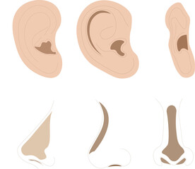 Ear and Nose Line Art Illustration