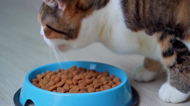 A cat with a tabby coat happily eating kibble from a blue bowl on the floor