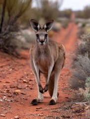 Fototapeta premium Kangaroo Moves Along a Dusty Path in the Australian Outback Representing Progress and Movement in the Natural Landscape