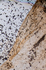 Microscopic Visualization of Darkly Pigmented Fungal Conidia and Hyphal Structures in a Clear Wet Mount