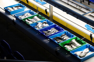 Fish boxes in a row in the auction of a Fish Market in Spain