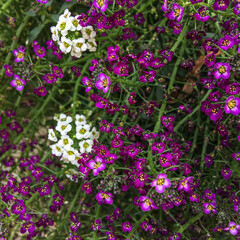 Vibrant purple and white flowers bloom abundantly in a lush garden, showcasing intricate petals and delicate green foliage, creating a serene and colorful natural landscape