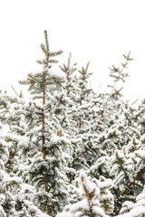 Zima w Karkonoszach, ośnieżone drzewa świerki pełne śniegu, zima w polskich górach © krzys ser