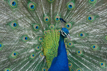 Obraz premium Portrait of beautiful peacock with feathers out close-up. Bird pavo of family phasianidae displaying their colorful feathers. Lush and fan-shaped of eyed tail among galliformes. Pet with bright quill.