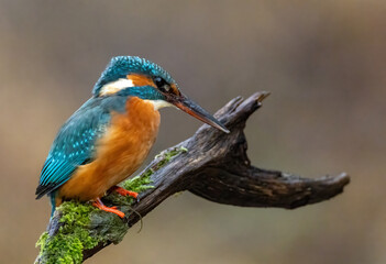 Eisvogel