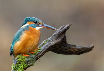 Eisvogel