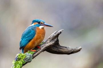 Eisvogel