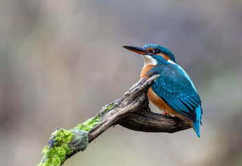 Eisvogel
