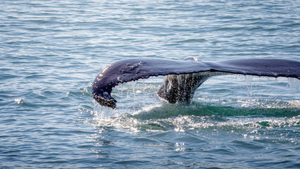 Whale Watching North Atlantic, off Akureyri, Iceland, August 2025.  Humpback and Minke Whales, swimming and diving.  © Neil_Benison_Photos