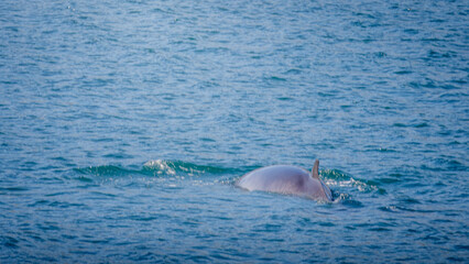 Whale Watching North Atlantic, off Akureyri, Iceland, August 2025.  Humpback and Minke Whales, swimming and diving.  © Neil_Benison_Photos
