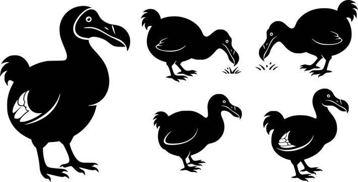 Dodo silhouettes, Dodo bird silhouette, Dodo bird, Dodo, Dodo bird vector illustration
