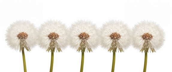 Obraz premium Row of dandelions, their fluffy seed heads poised for dispersal, against stark white backdrop.