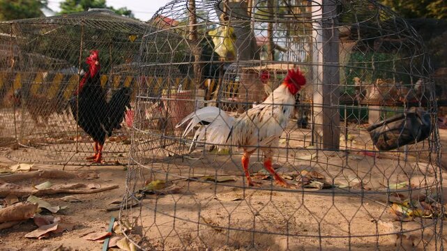 Fighting cocks in wire cages at an outdoor market. These roosters are bred for cockfighting, a popular local sport. Cambodia, Siem Reap. 