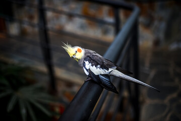 Colorful Parrot in Loro Park in Tenerife, Canary islands, Spain.