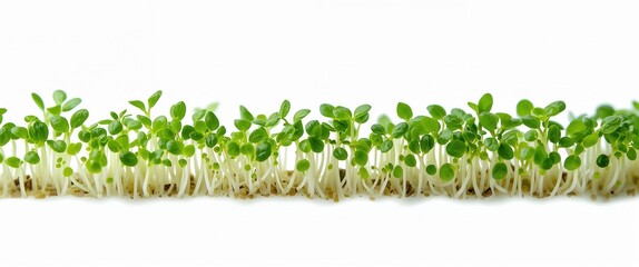 Line of vibrant green sprouts rising from roots against a stark white background, growth concept.