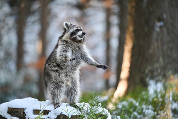 The raccoon is standing on a tree stump in a snowy clearing, looking around.