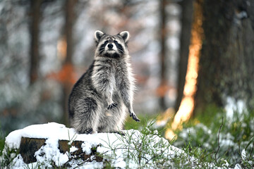 The raccoon is standing on a tree stump in a snowy clearing, looking around.