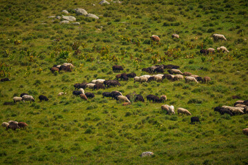 Flock of sheep grazing on green mountain pasture in summer