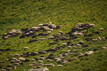 Flock of sheep grazing on green mountain pasture in summer