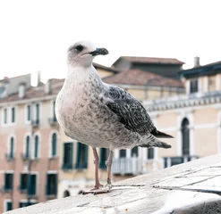 Fotobehang Rialtobrug seagull on the rialto bridge in venice  © Agata Kadar