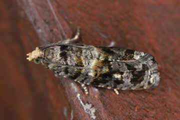 Tortrix, leafroller moth, Cymolomia hartigiana, Tortricidae. Larvae feed on fir (Abies) and spruce (Picea). Adult.